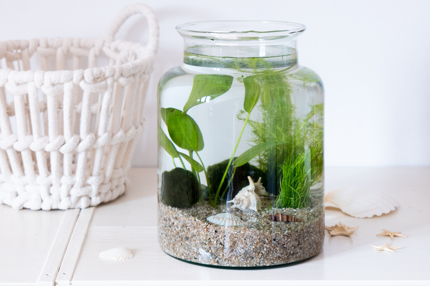 plant booom Myco-Rhiza