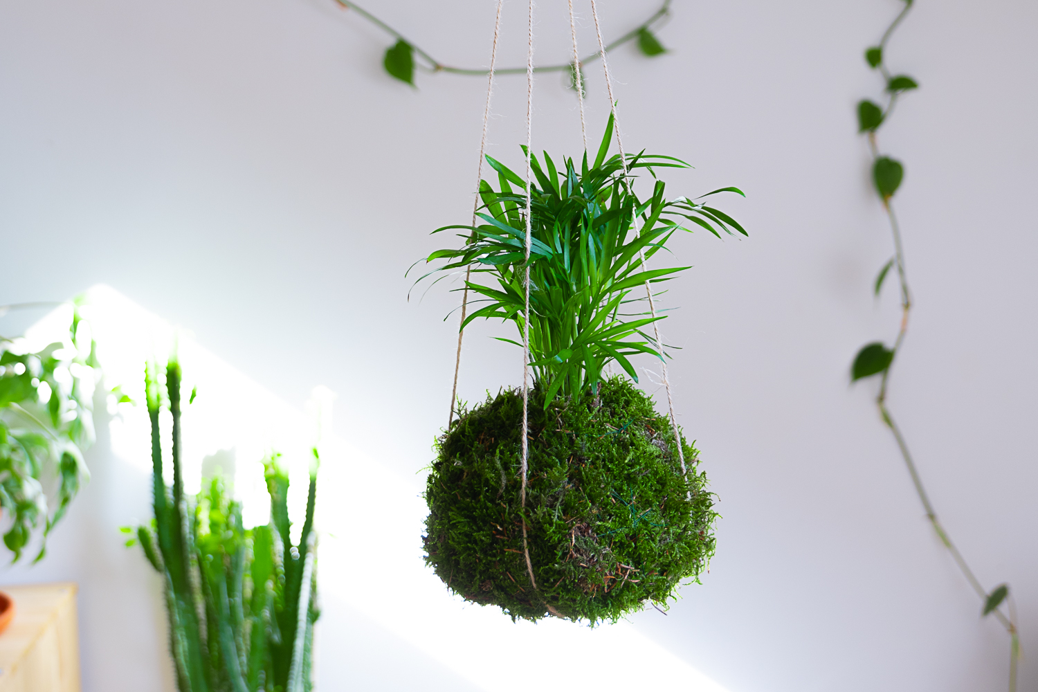 DIY Kokedama selber machen - eine easy Pflanzendeko Idee -